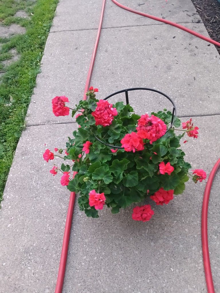 Geranium Flower