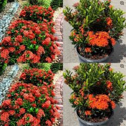 Dwarf Ixoras  Plant  🪴  3gal 