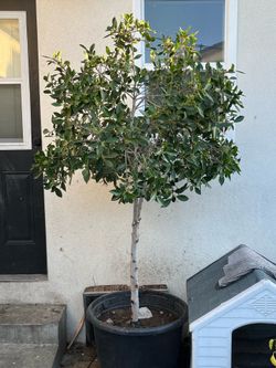 25g ficus Nitida tree