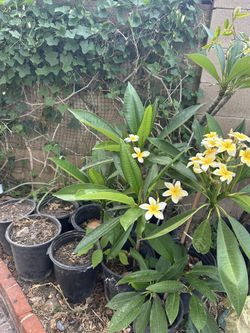 Yellow flower plumeria