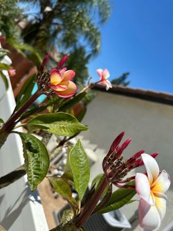 Plumeria tree 15 gln  8 ft