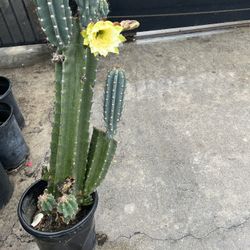 Blooming Cactus Now!!!