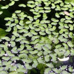 Duckweed Aquarium Floating Plant 1 Tablespoon
