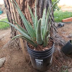 5 Gallon Aloe Vera Plant