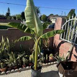 Thai Banana 5ft