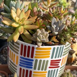 Succulents Arrangement 