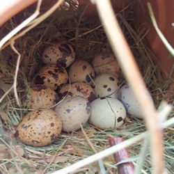 Quail Eggs - hatching Grade