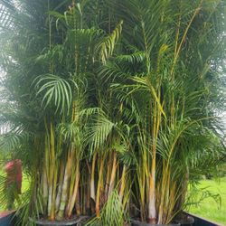 Spectacular Arecas Palms For Inmediate Privacy!!! About 9 Feet Tall!! Fertilized 
