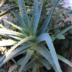 Aloe Vera Plant In Pot Decorative Green Plant Easy To Care For Drought Tolerant 