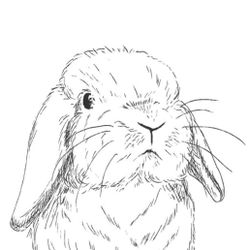 holland lop rabbit 