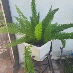 Asparagus Densiflorus