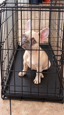 Dog Crate