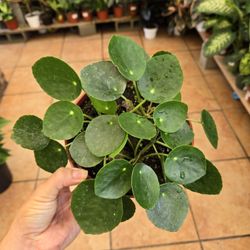 Pilea Or Money Plant 