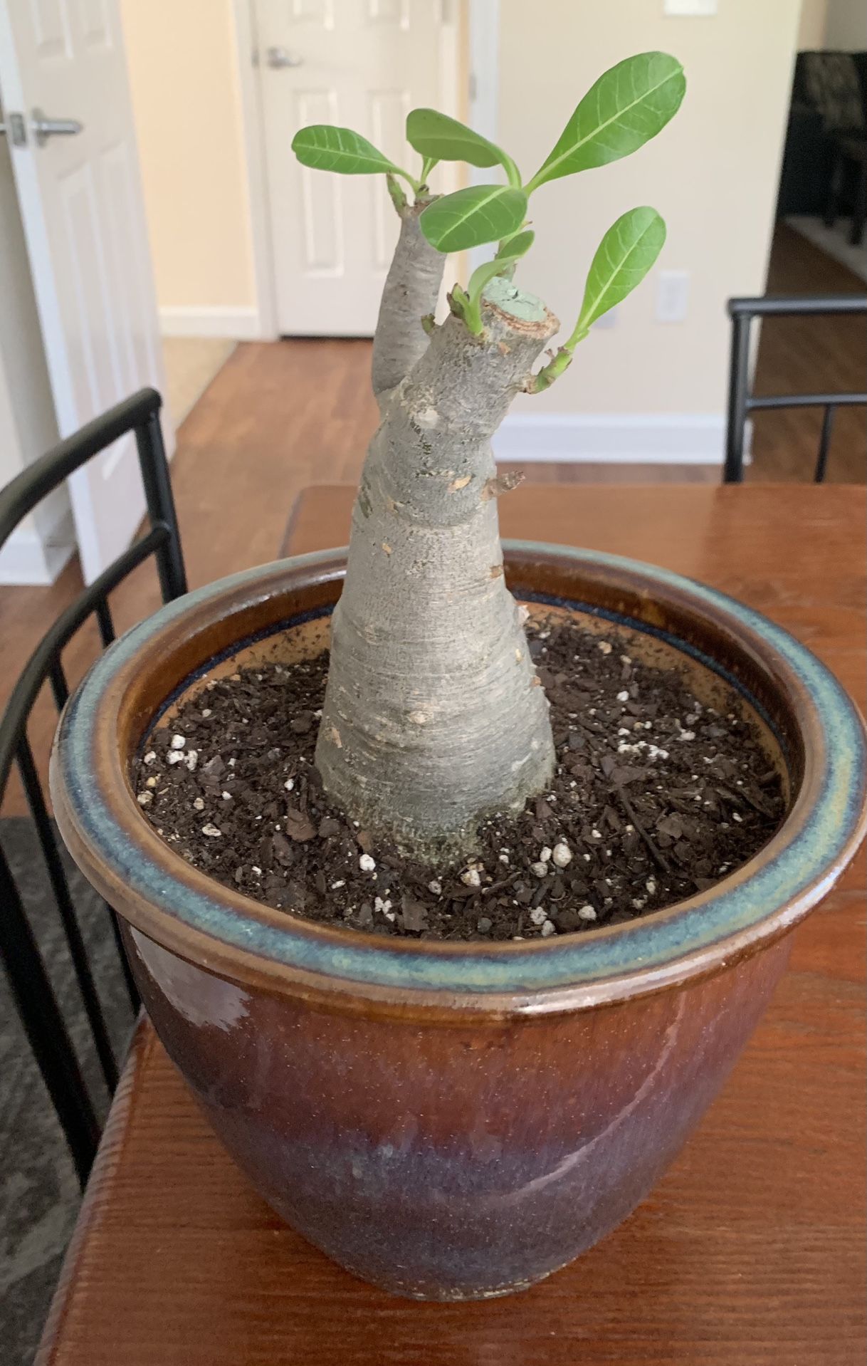 Desert Rose Plant