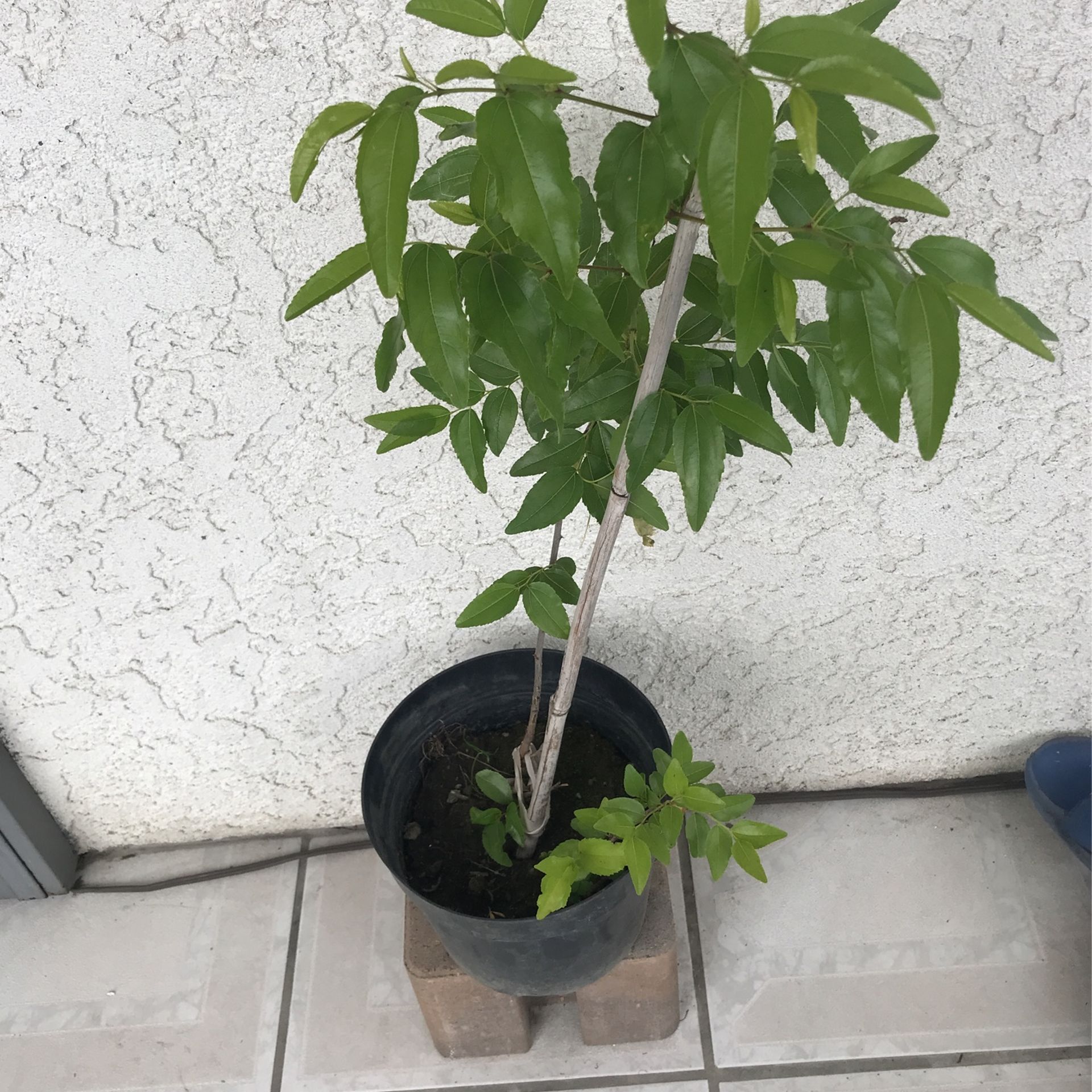 Chinese. JujubeChinese Apple Tree for Sale in Anaheim, CA OfferUp