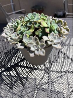 Cactus plant