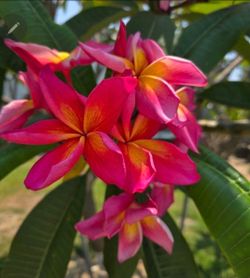 Jeannie Moragne Plumeria Plant