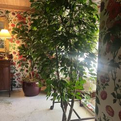 Artificial Ficus Tree