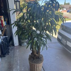 Pre Owned Artificial Tree In Good Condition 65 Inches Tall Over 5 Feet 
