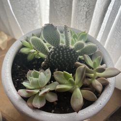 Succulent Arrangement