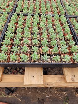 Jelly bean succulents 2" pots