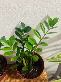 Plants for sake 15 each