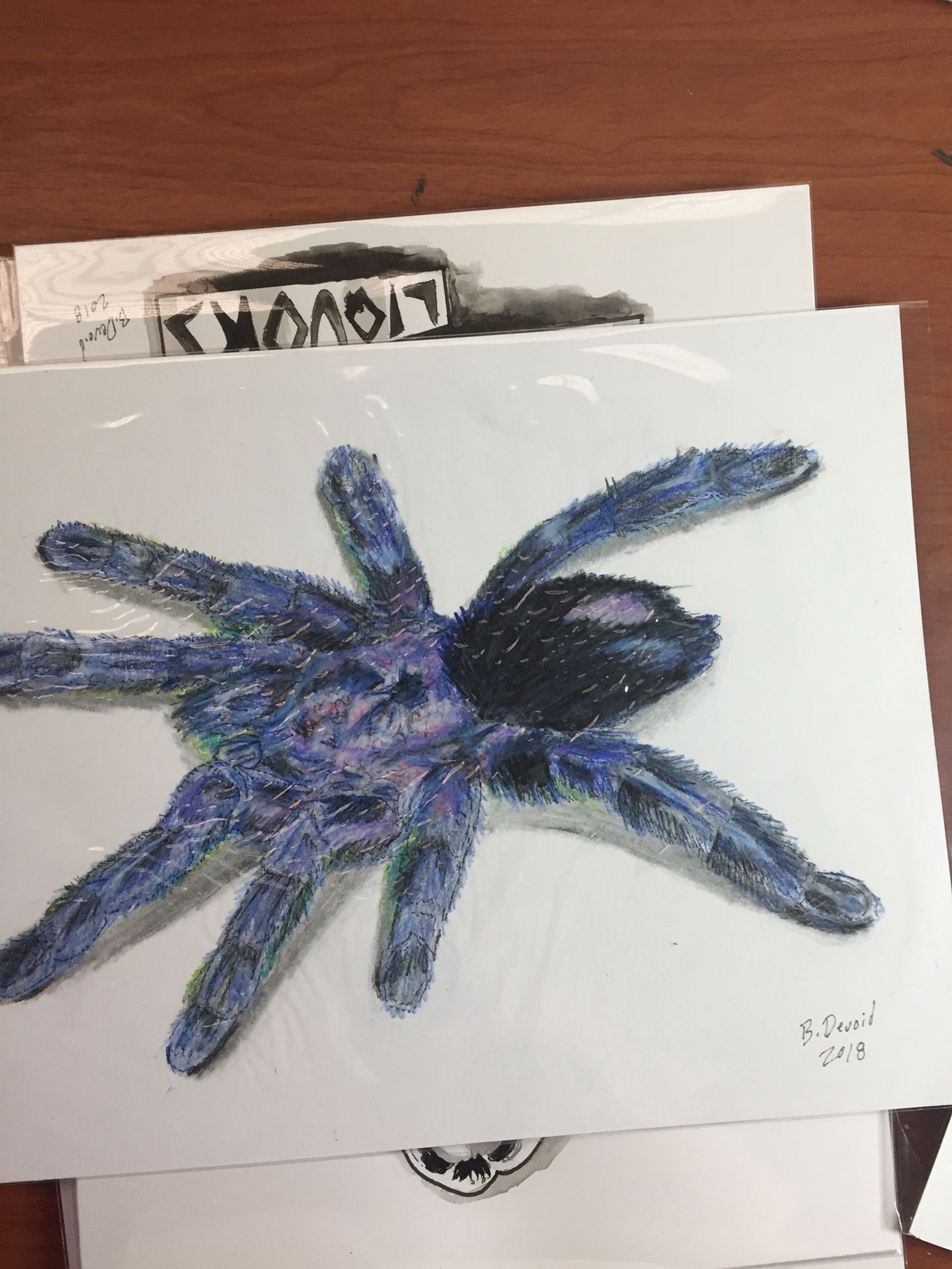 Antilles Pink Toe Tarantula