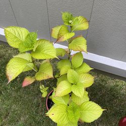 Beautiful Hydrangea Perennial Plant. (Continues to change color throughout the flowering period).
