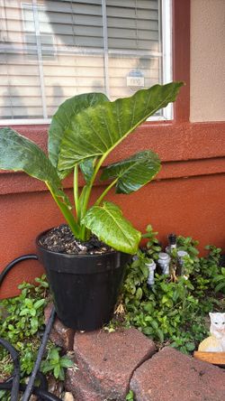 Ear elephant live plant