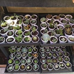 SUCCULENTS SUCCULENTS SUCCULENTS    $1…$1…&1…1   And STRINGS Of TEARS, DOLPHINS, PEARLS  For $15