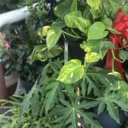 Plants For Sale $5 And Up