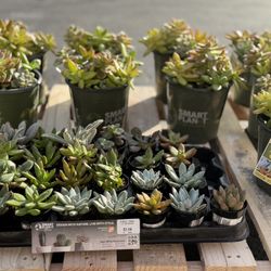 Live Succulents - Assorted Varieties 