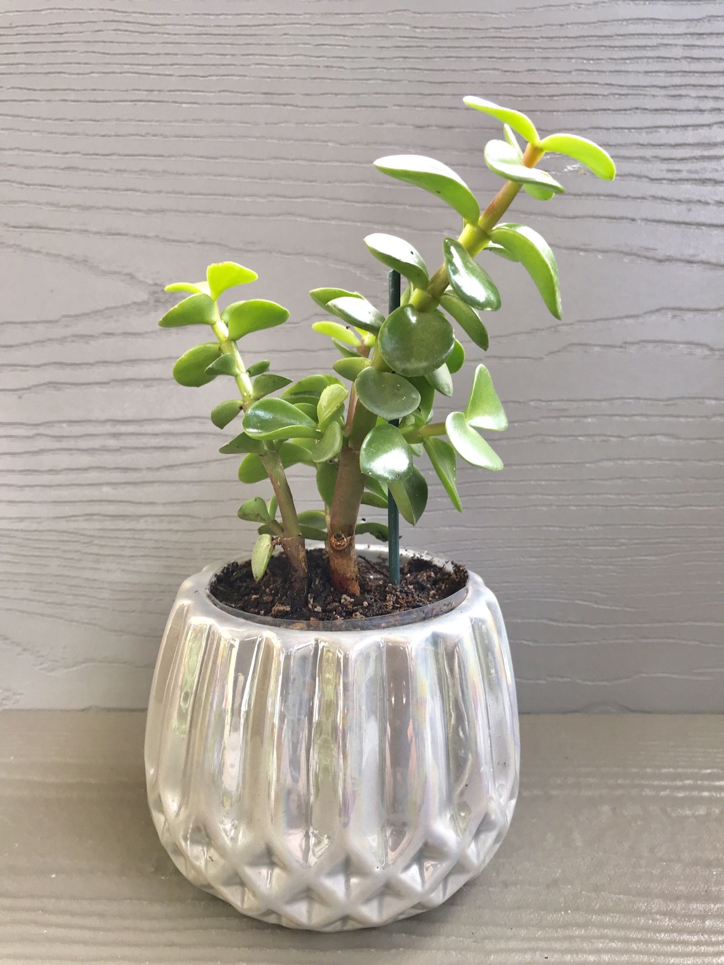 Elephant Bush house plant with the pot.