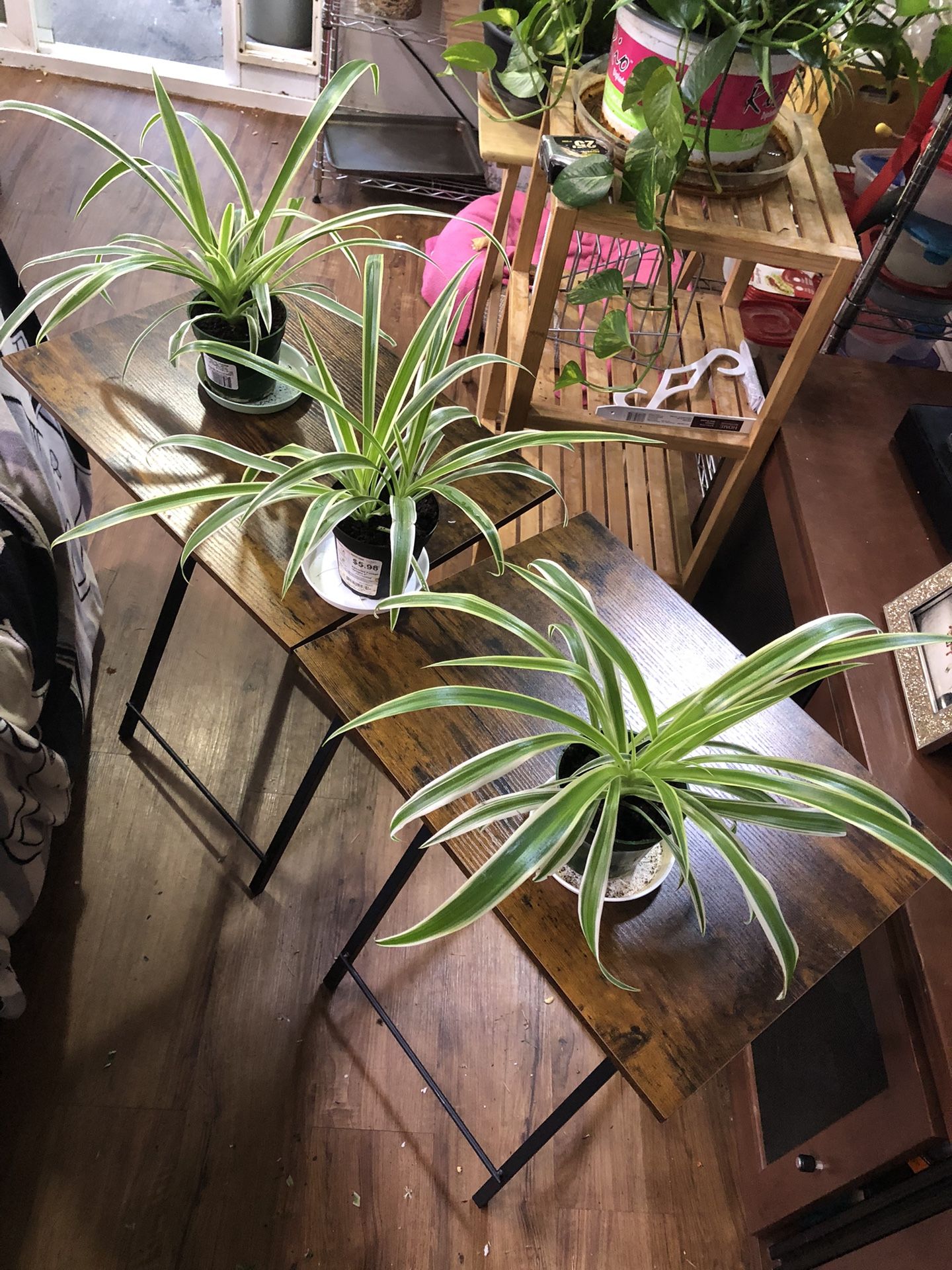 Three Spider Plants/ $8 Each