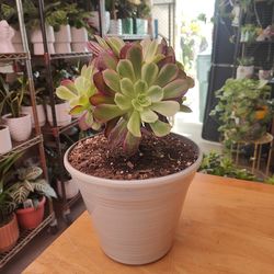 Aeonion Succulent Plant