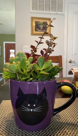 Multi succulents in glaze ceramic cup pot