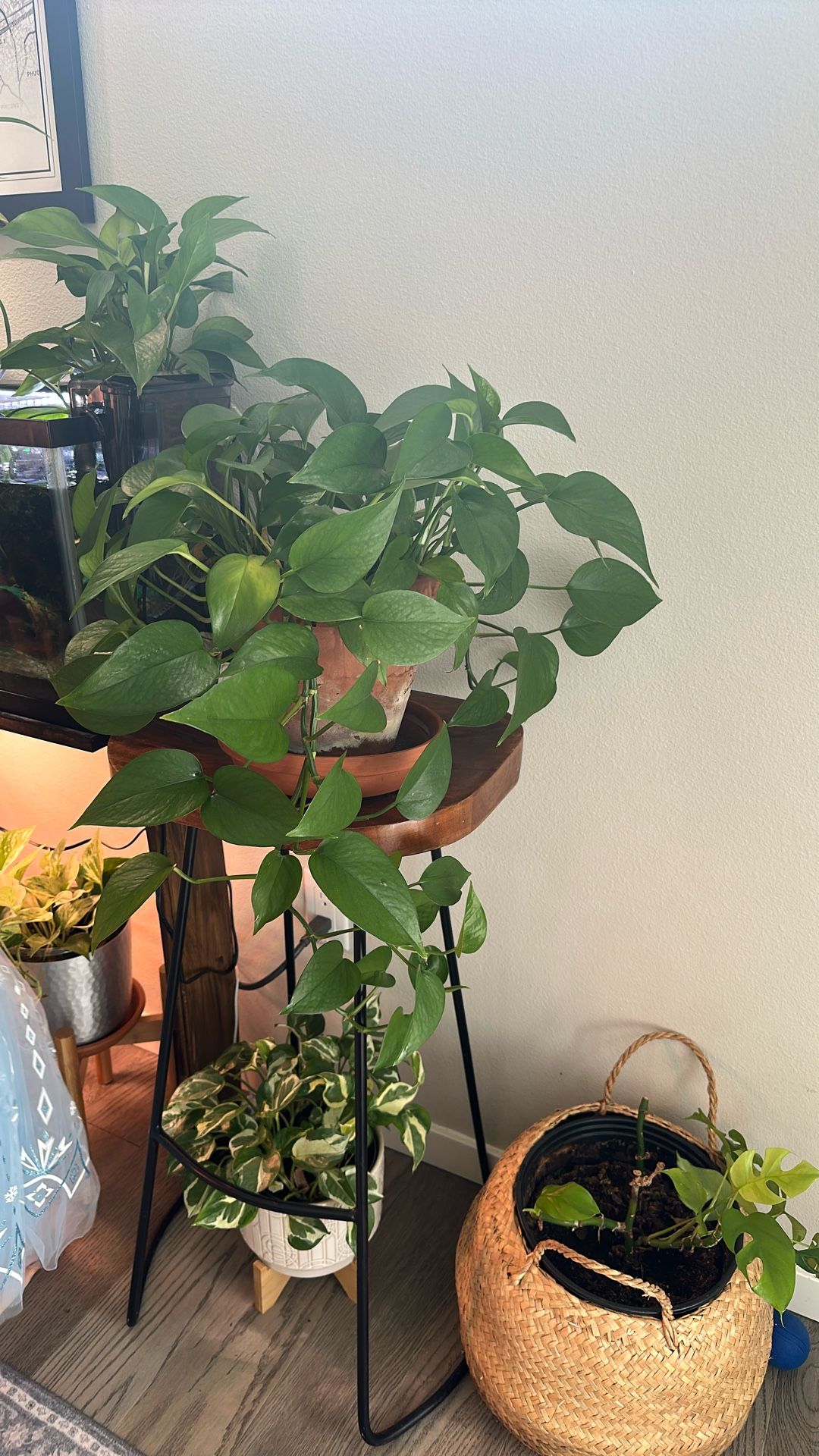 Pothos Live Plant In 8in Ceramic Pot