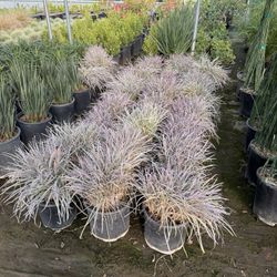 Purple Garlic 3 Gal