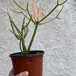 6 inch Pot Succulent plant - Euphorbia Tirucalli - Firesticks Red Pencil Tree - rooted ready to be planted - beautiful colors - drought resistant