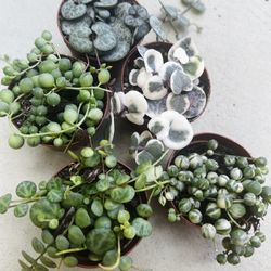 Stunning String Succulents 