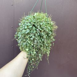 6” String Of Turtles 
