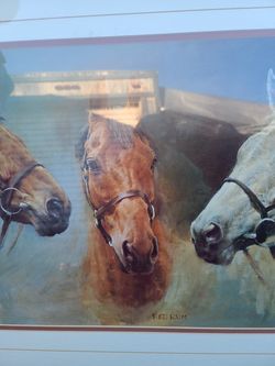 Beautiful horse picture