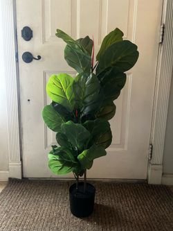 Decorative Plant
