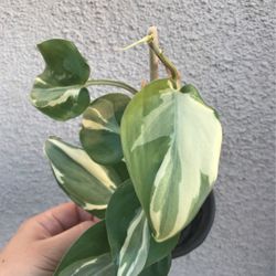 Gorgeous Philodendron Rio Sport Plant