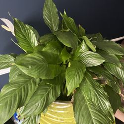 Peace lily 