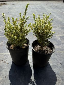 Buxus Variegata
