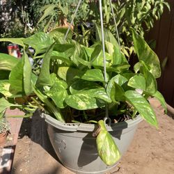 Planta