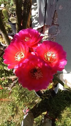 Cactus