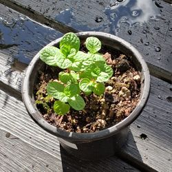 Mojito Mint Herb - Free 