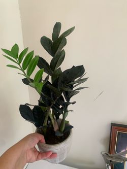 Zz oscura indoor plants